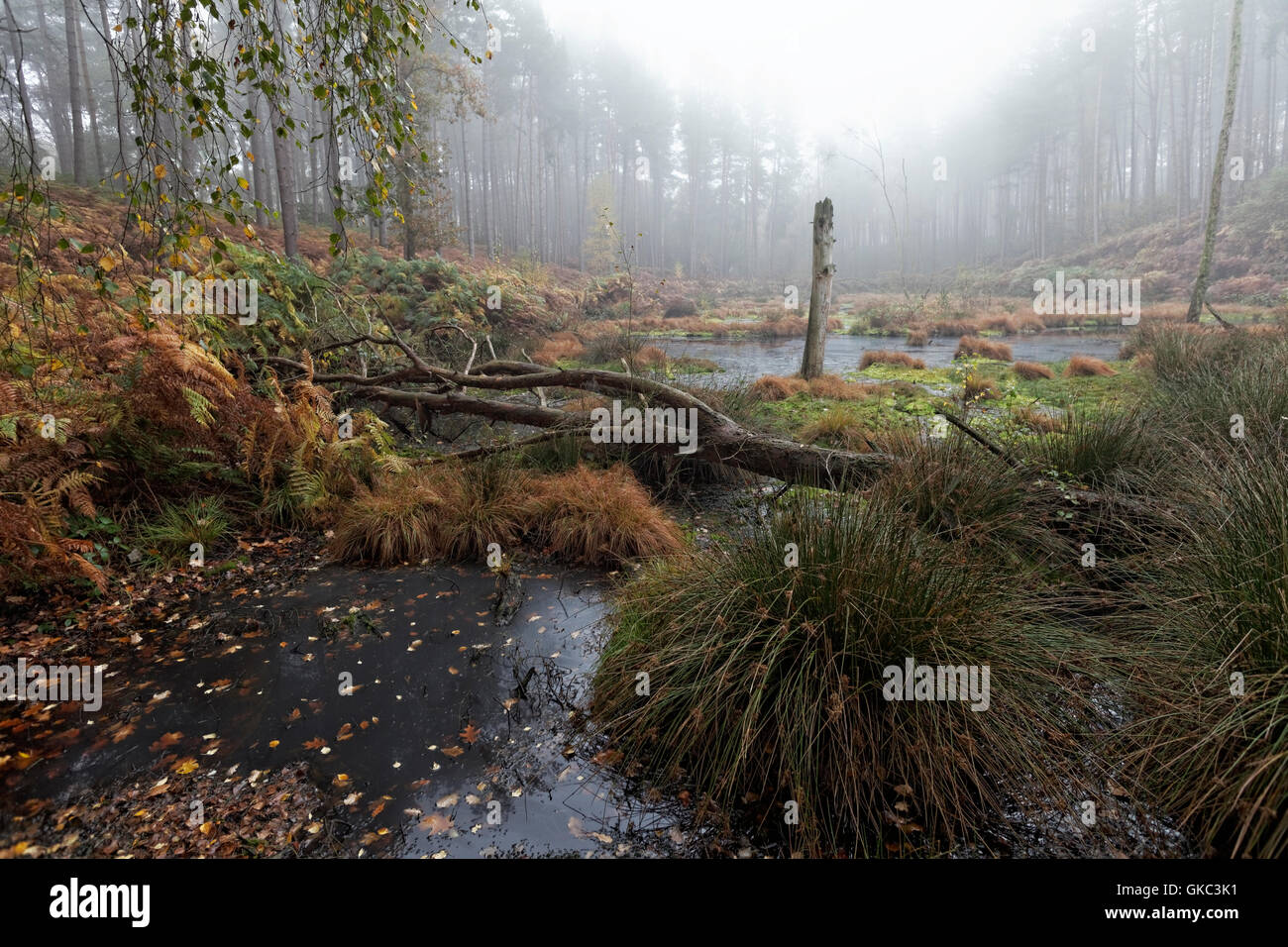 landscape, composition, trees, water, Delamere Forest, Cheshire, England, UK, Stock Photo