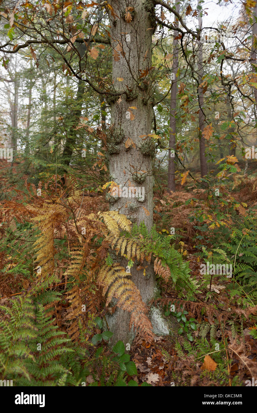 vertical, composition, trees, water, Delamere Forest, Cheshire, England