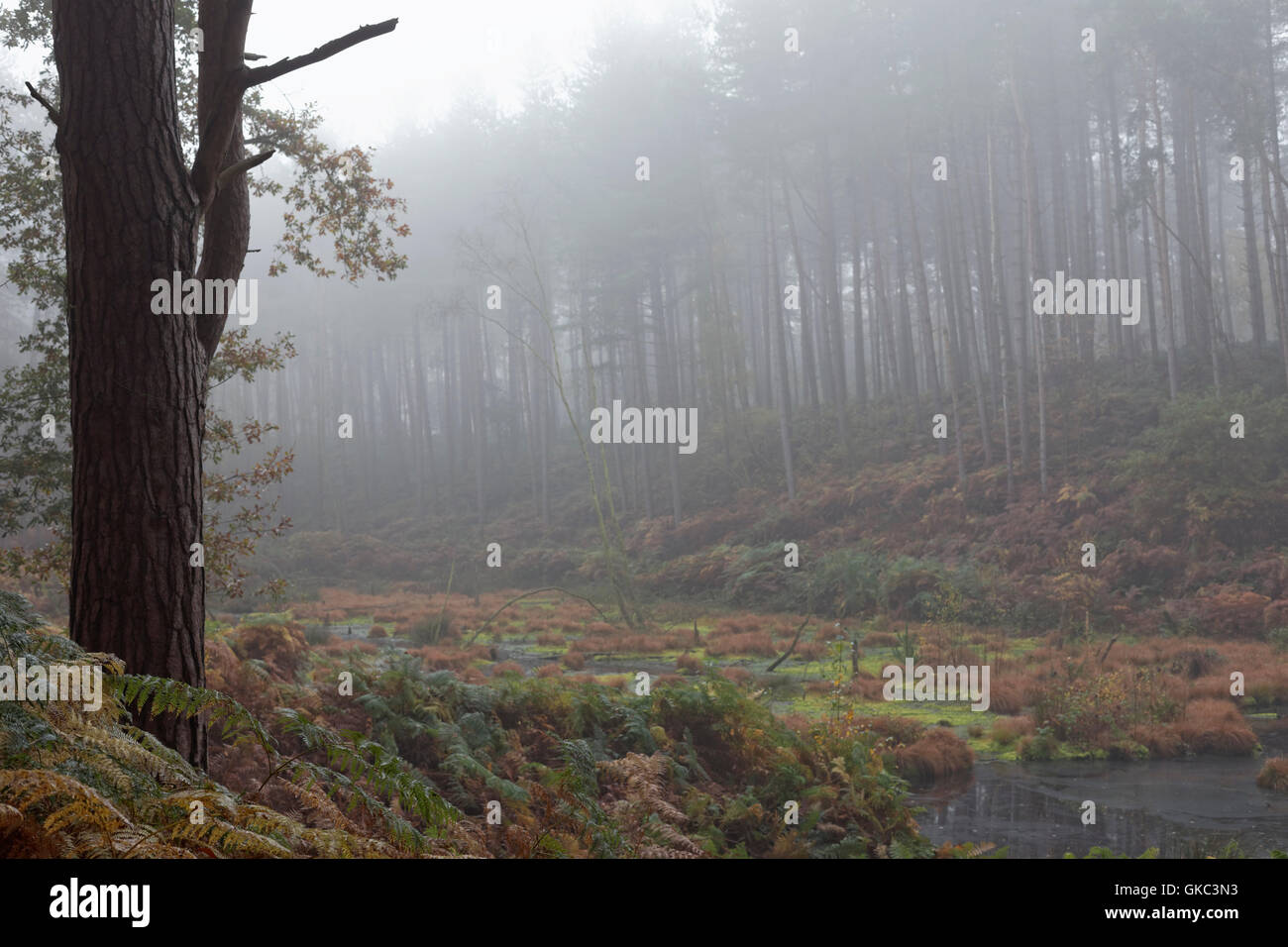 landscape, composition, trees, water, Delamere Forest, Cheshire, England, UK, Stock Photo