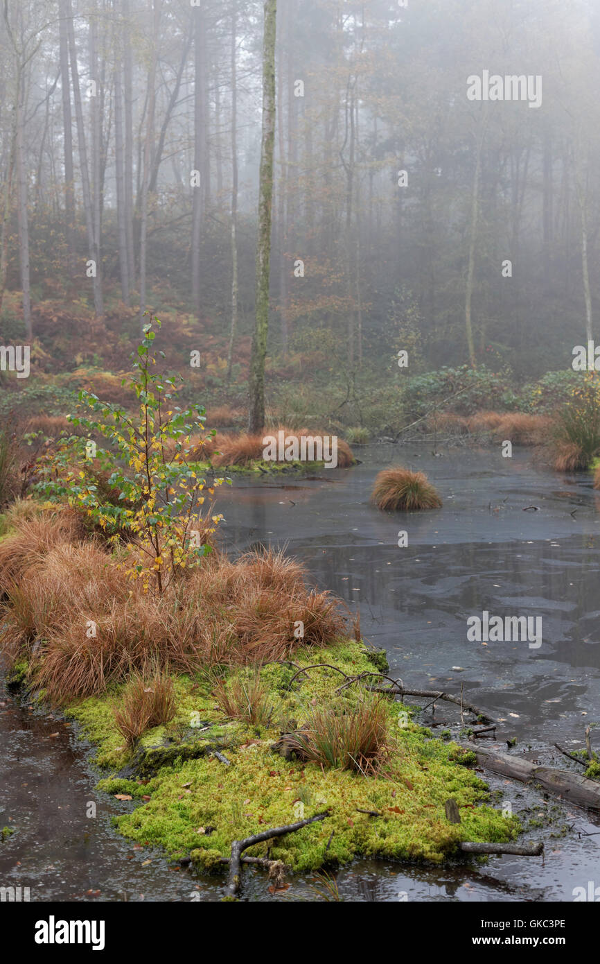 vertical, composition, trees, water, Delamere Forest, Cheshire, England, UK, Stock Photo