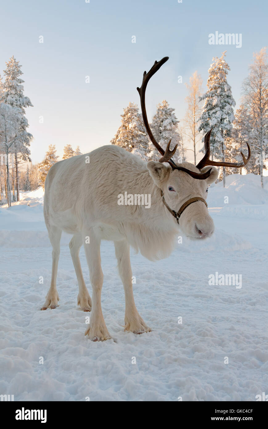 Caribou head antler hi-res stock photography and images - Alamy