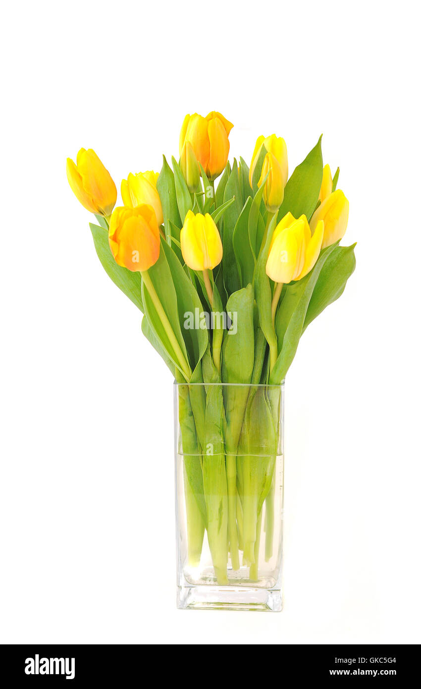 yellow tulips Stock Photo