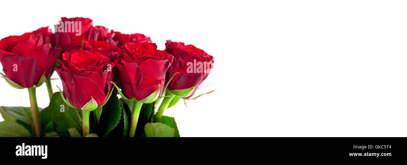 fresh red roses Stock Photo