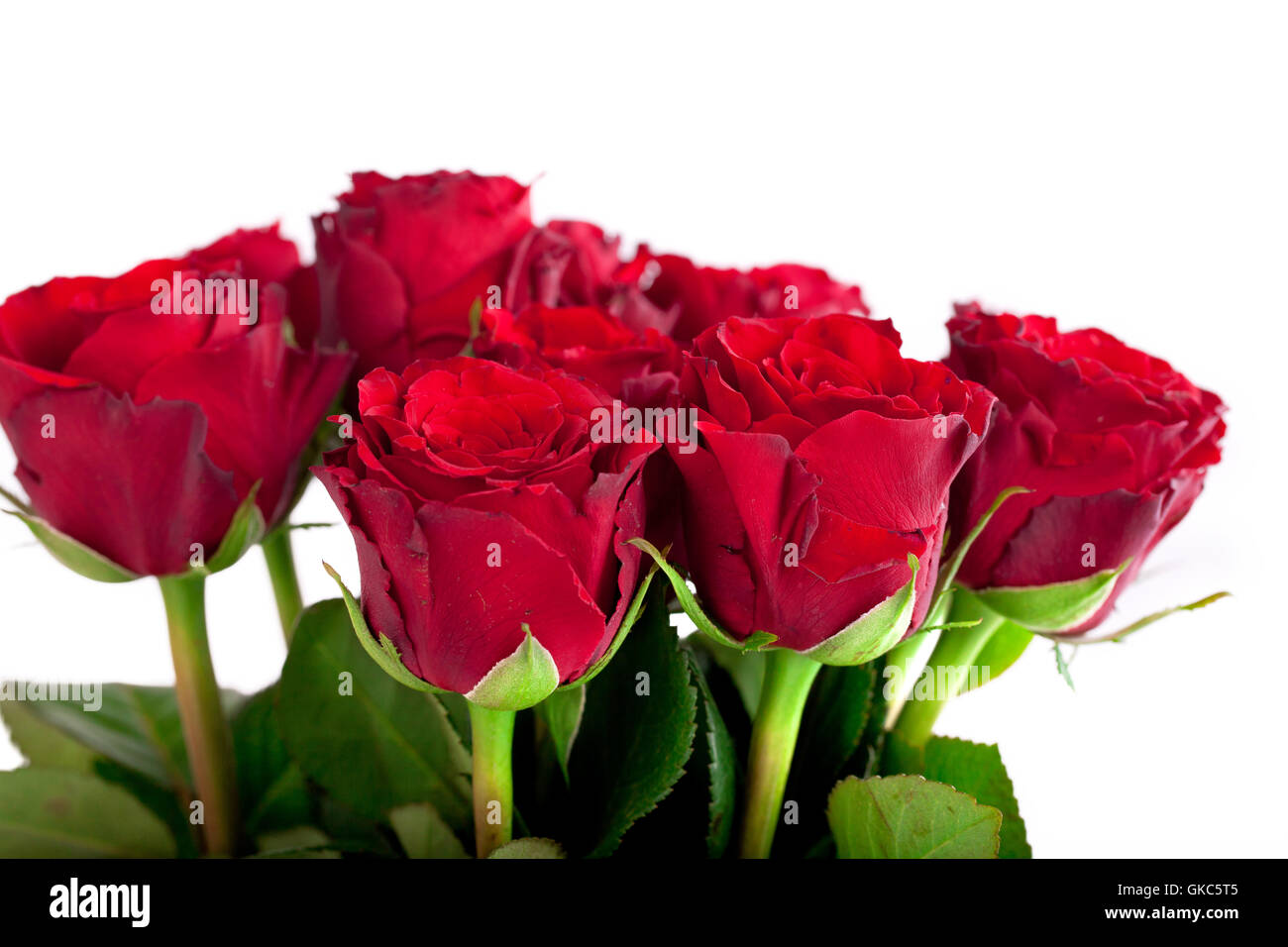 fresh red roses Stock Photo