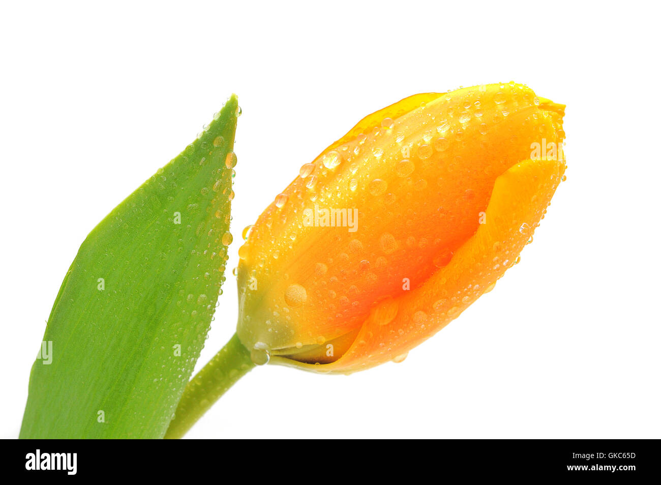 a tulip Stock Photo