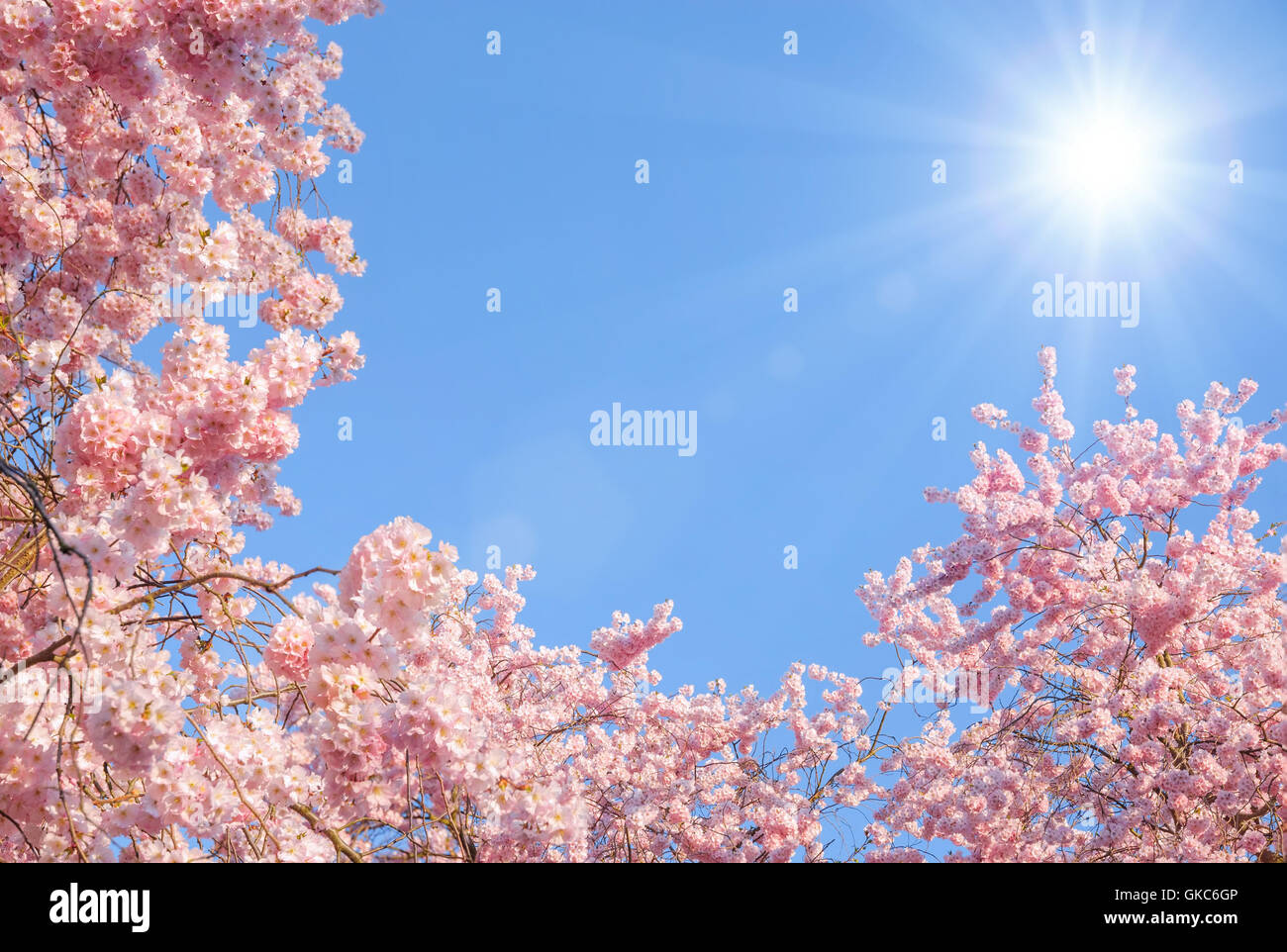 flowering cherry trees and the sun Stock Photo Alamy