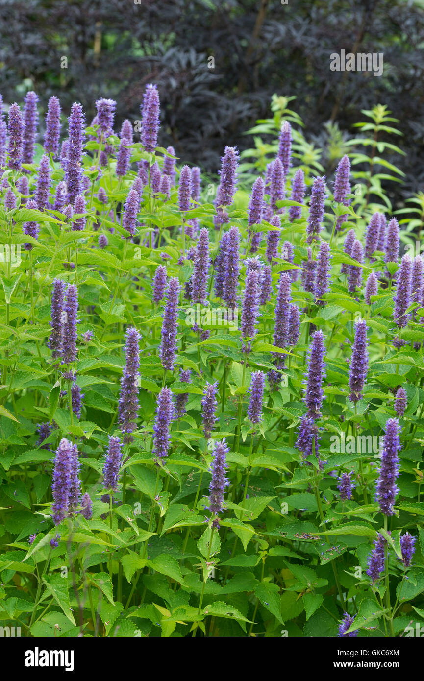 Agastache foeniculum. Anise hyssop in a herb garden. UK Stock Photo Alamy