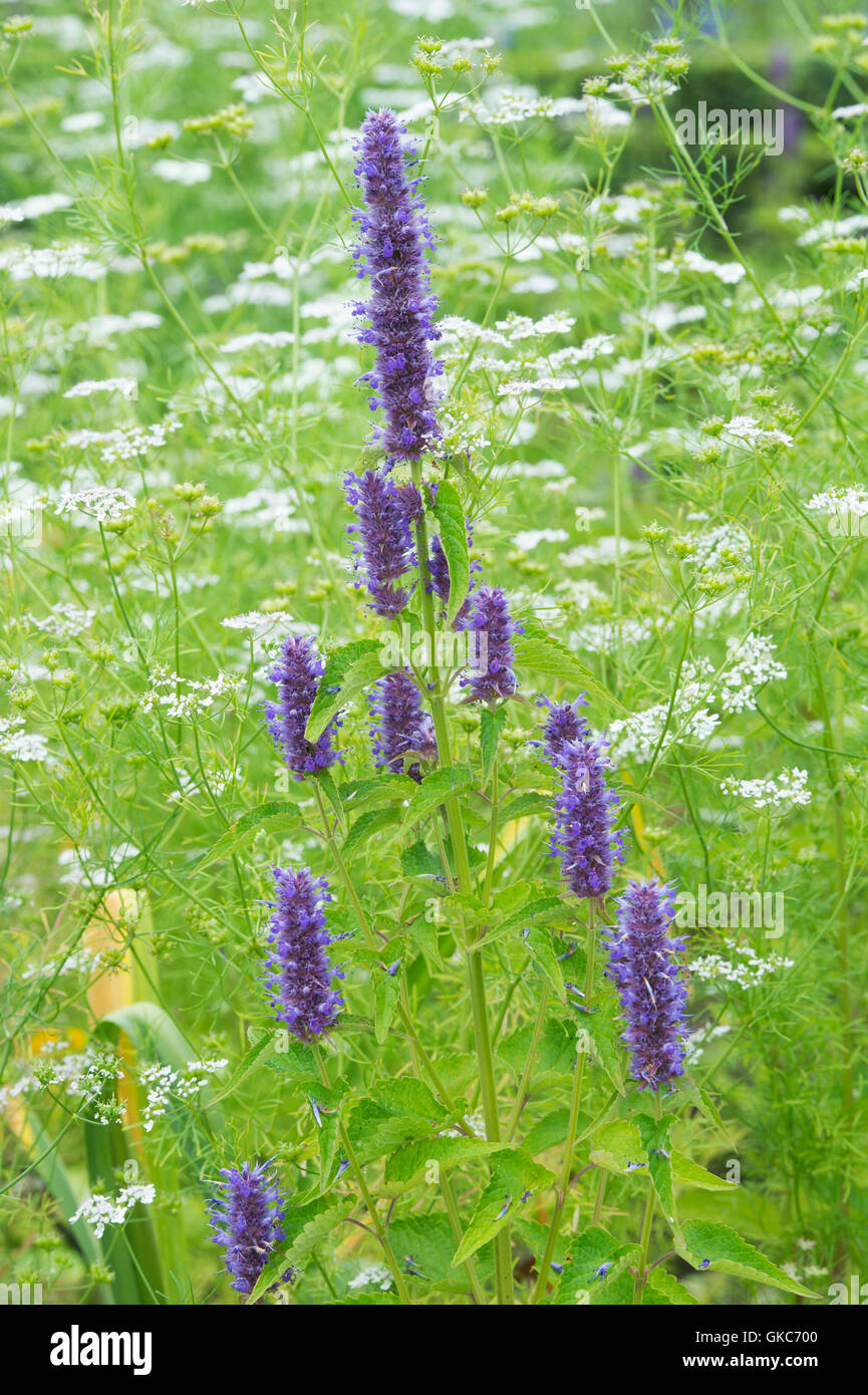 Agastache foeniculum. Anise hyssop in a herb garden. UK Stock Photo Alamy
