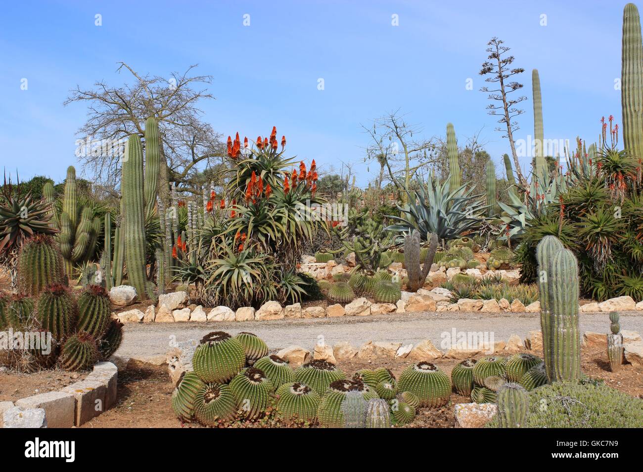 cactus garden Stock Photo