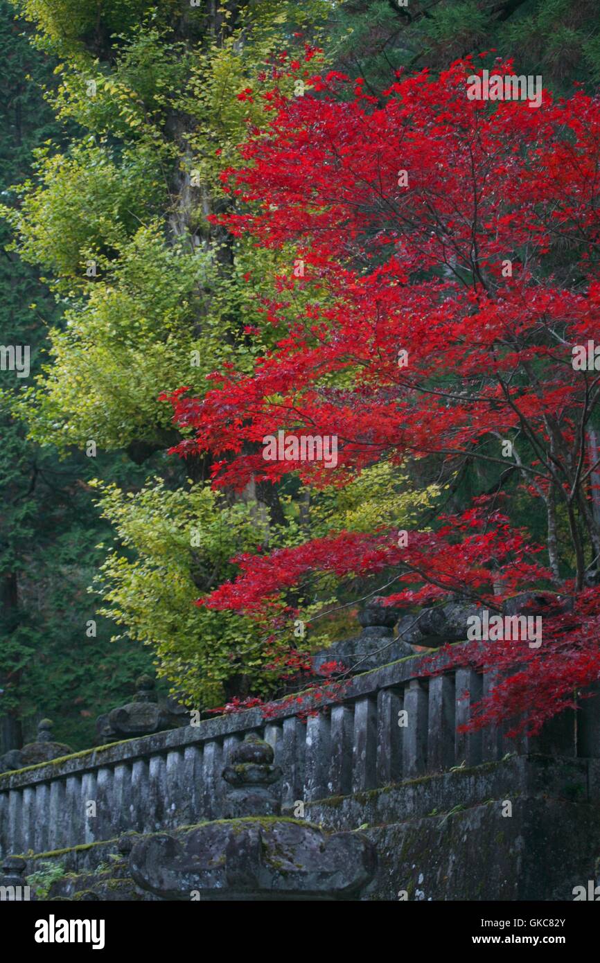 Red and green leaves on the grounds of Taiyuuin-byou. Autumn season in Nikko, Japan. Mossy wall Stock Photo