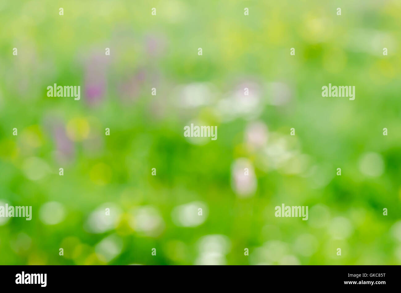blurred nature background summer meadow with flowers Stock Photo