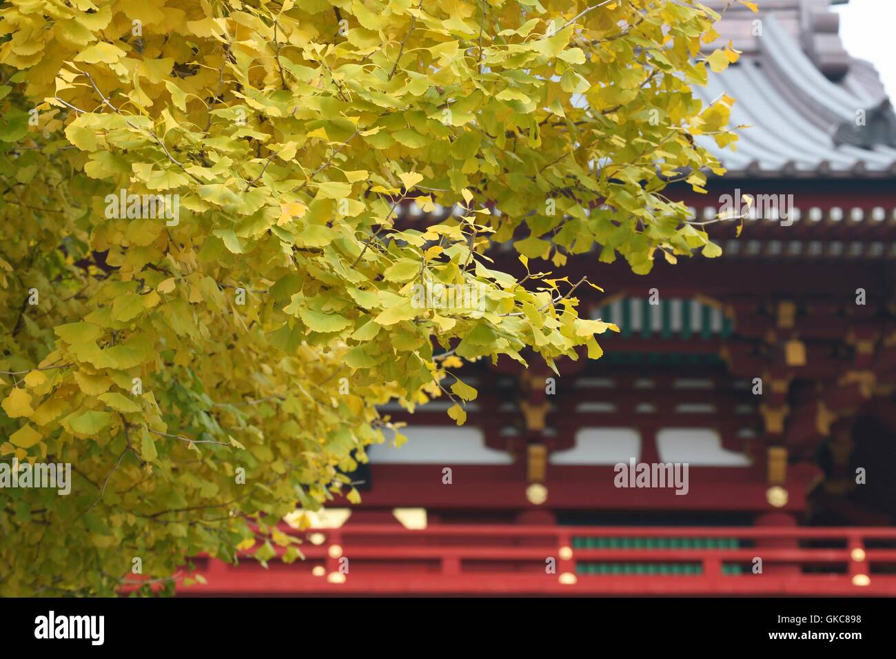 Yellow and green leaf trees hide the temple in the grounds of the Tsurugaoka Hachiman-guu Temple in Kamakura, Stock Photo