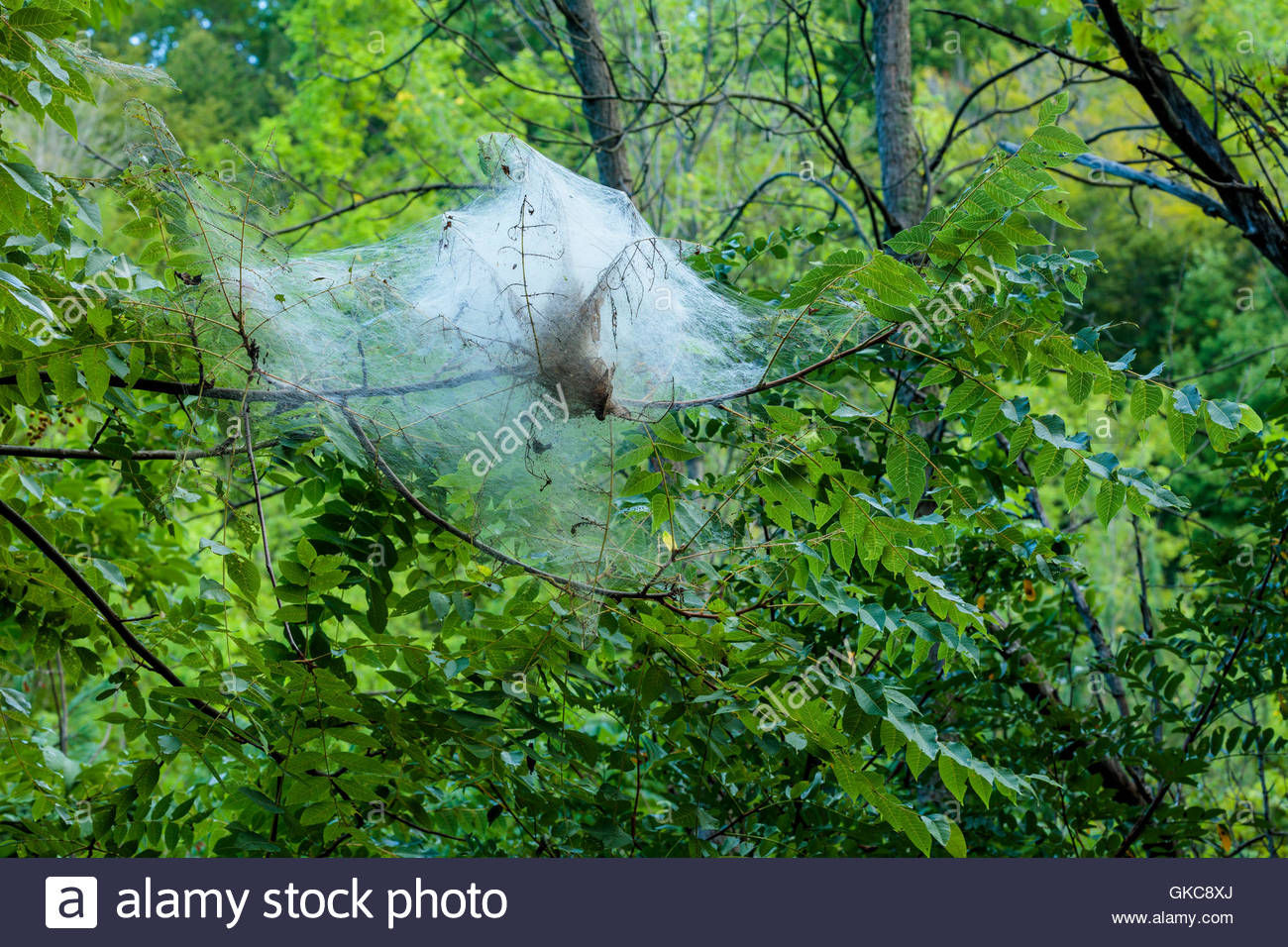 Tent Caterpillar Nest High Resolution Stock Photography and Images Alamy