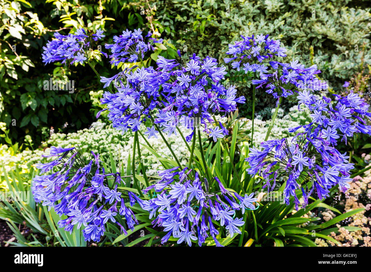 Blue Agapanthus flowering plant in summer garden. Stock Photo
