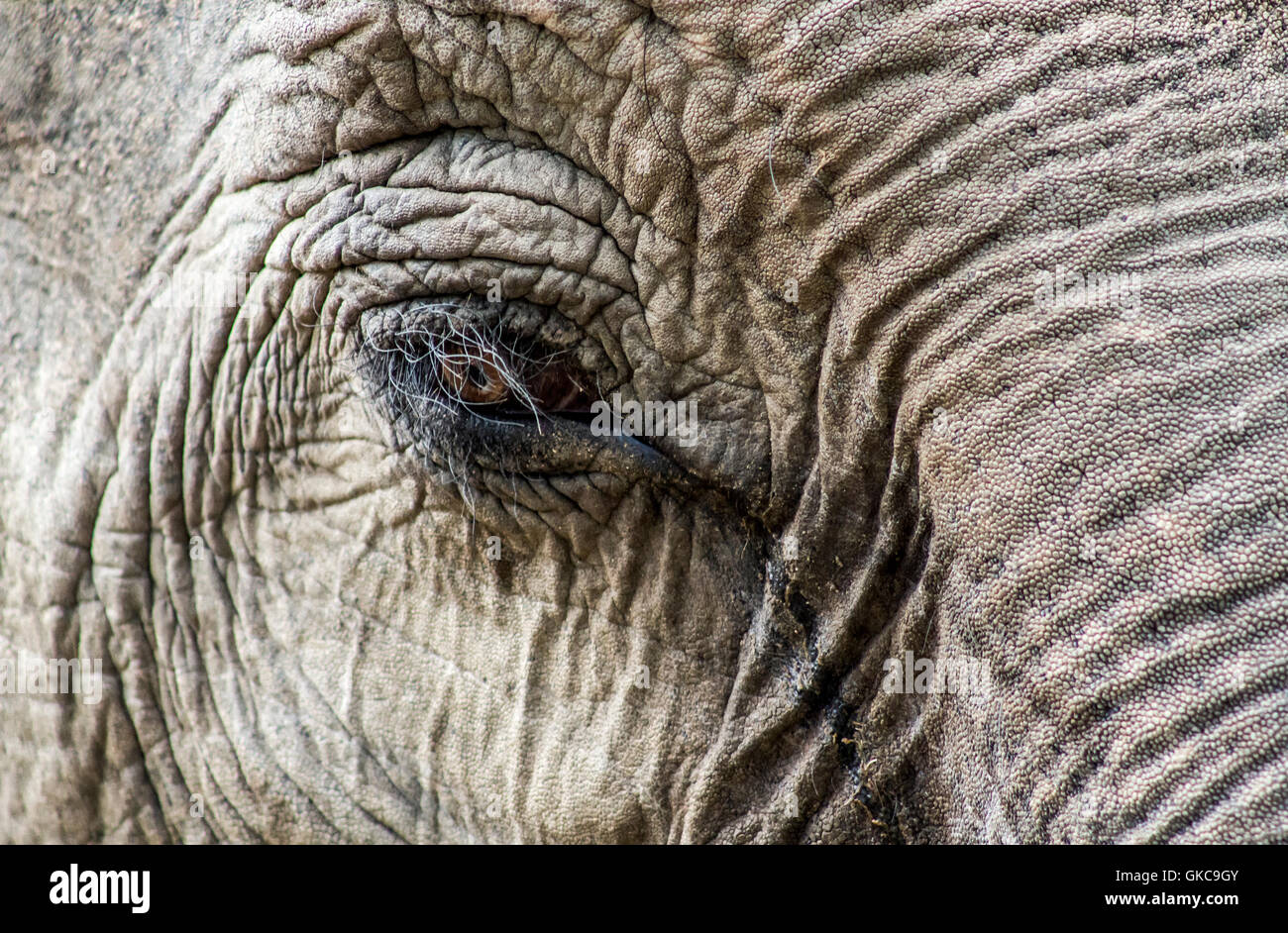 An Elephant's eye Stock Photo Alamy