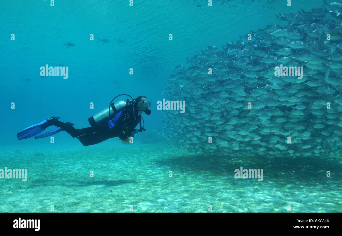 divers and mackerel Stock Photo