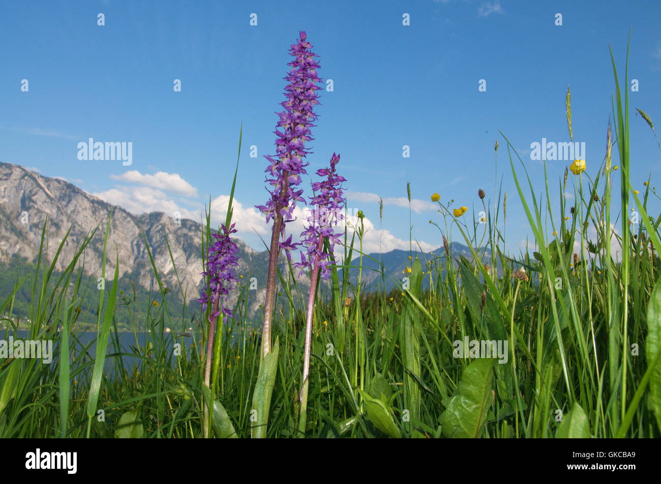 flower flowers plant Stock Photo