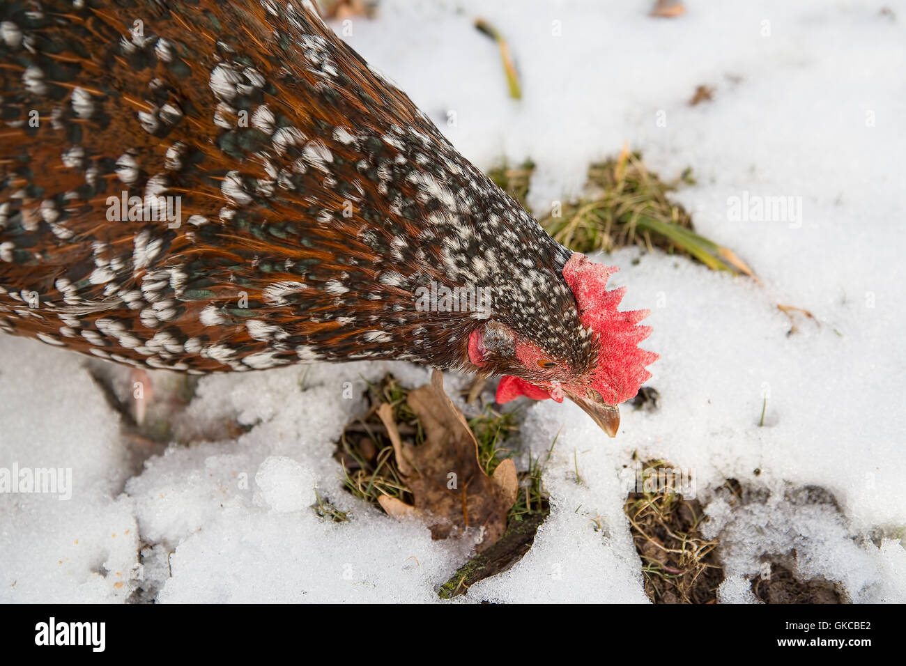 Free range backyard hen looks for food in the winter Stock Photo