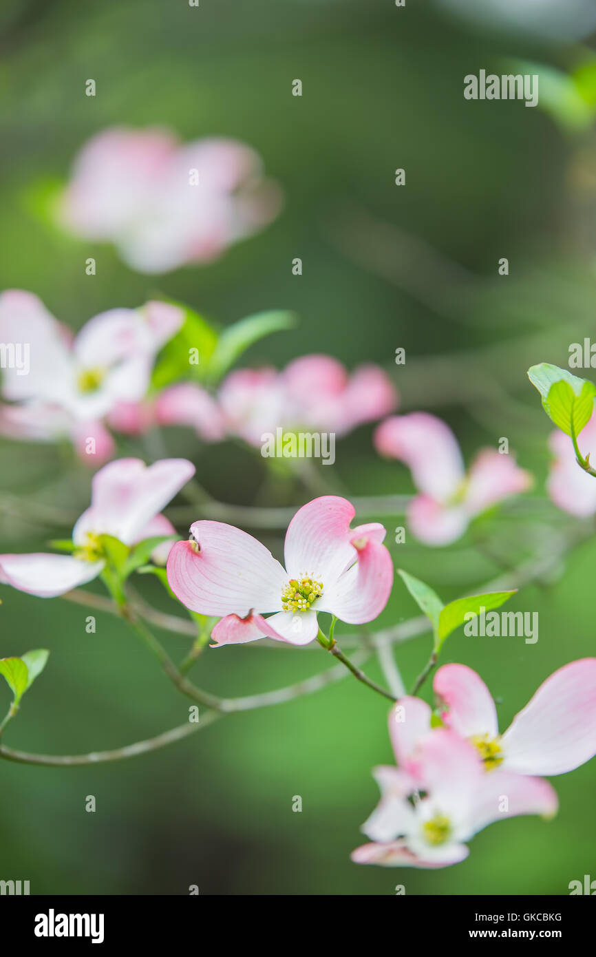 Pink and white dogwood blooms in the spring Stock Photo