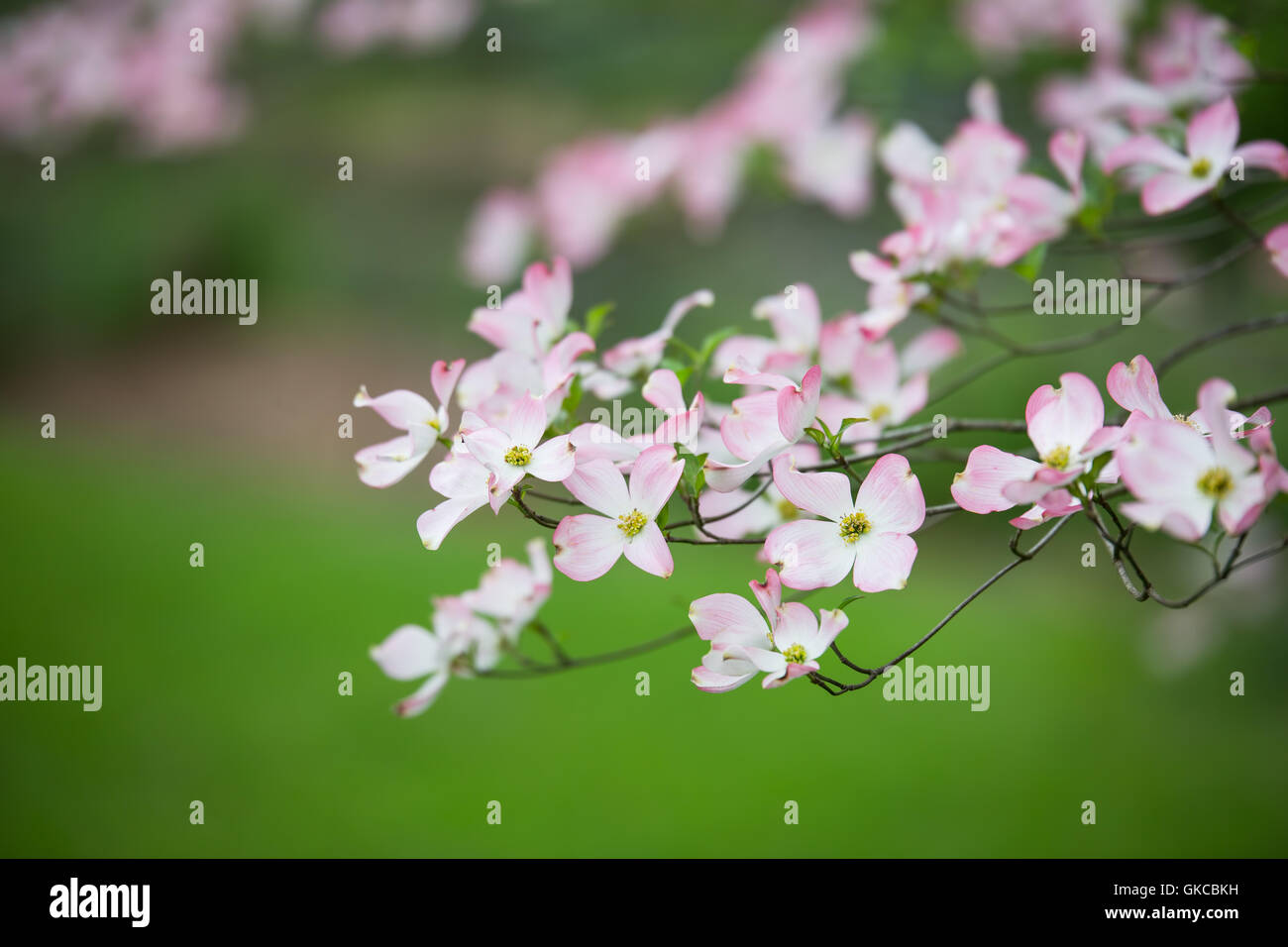 Dogwood trees in bloom hires stock photography and images Alamy