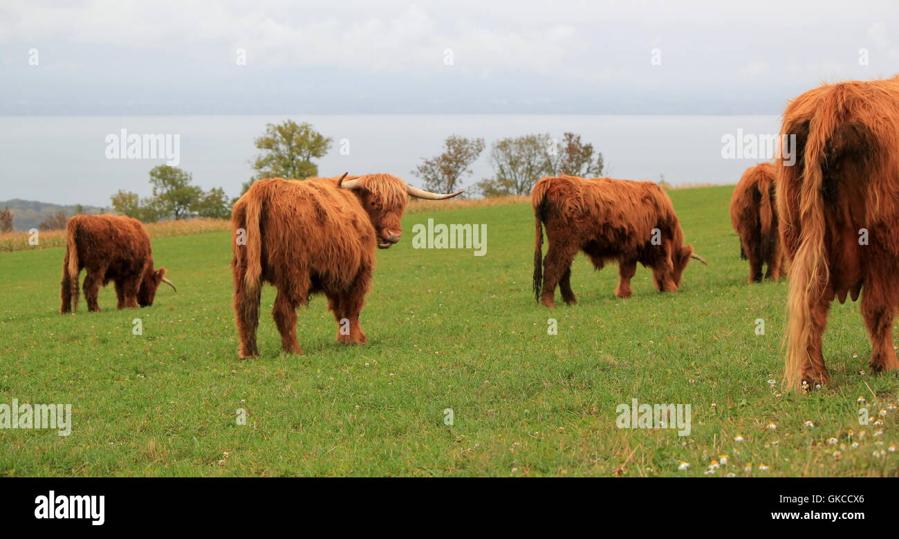 Herd of beautiful highland cows Stock Photo - Alamy