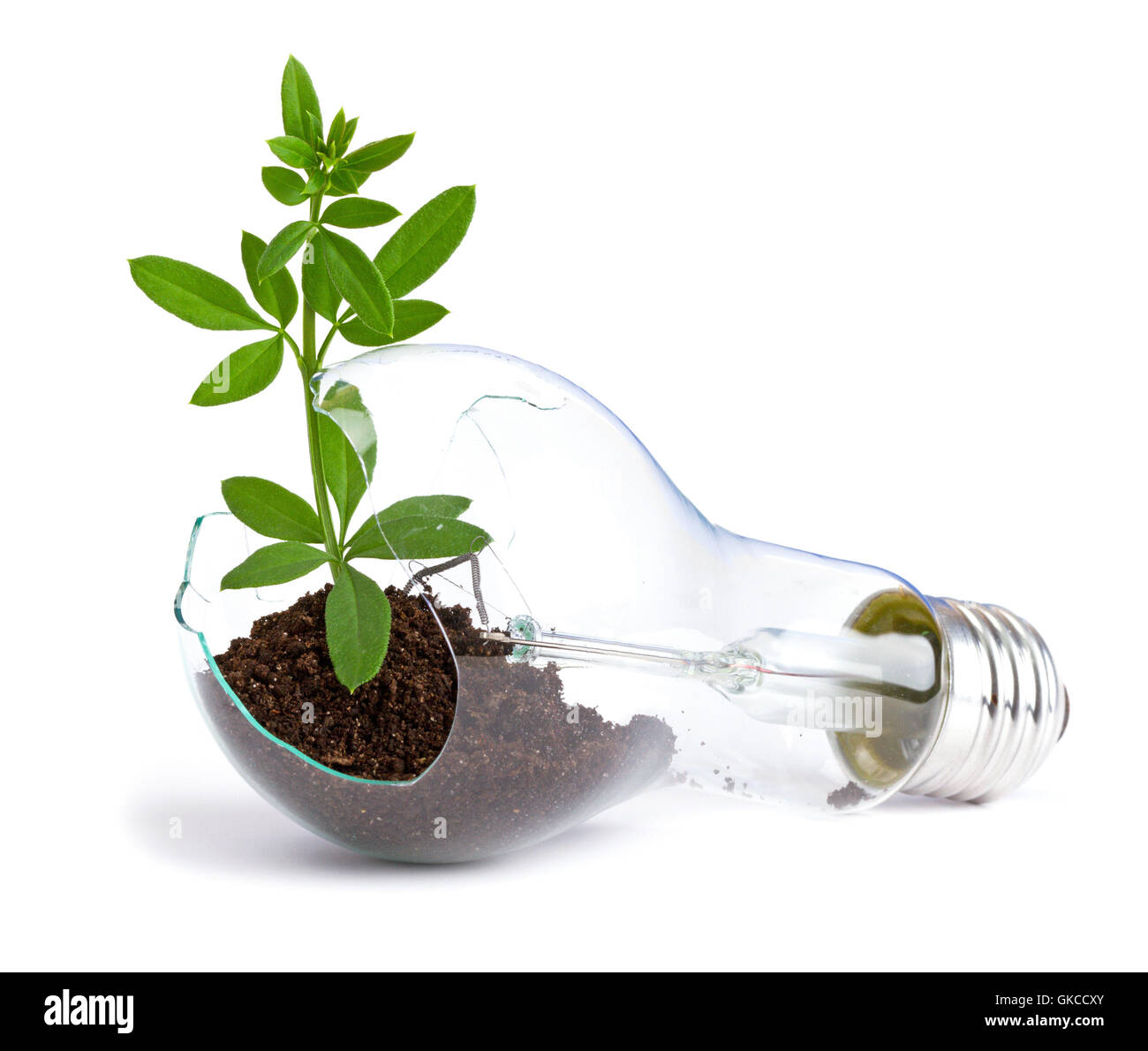 lightbulb with plant growing inside Stock Photo Alamy