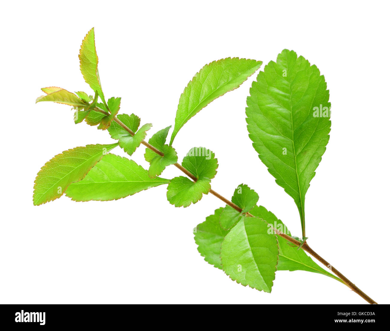 Single young branch with green leaf Stock Photo