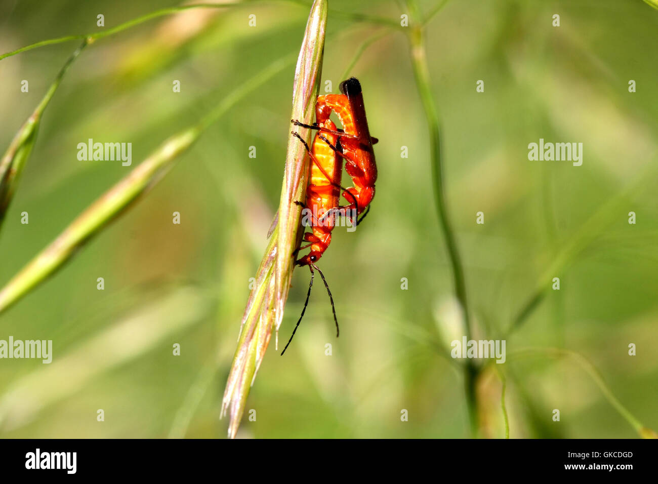 Common Red Soldier Beetle Stock Photo Alamy