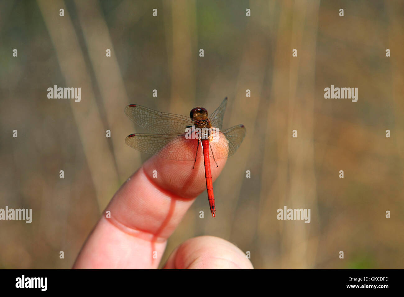 Ruby Meadowhawk Dragonfly Male Stock Photo