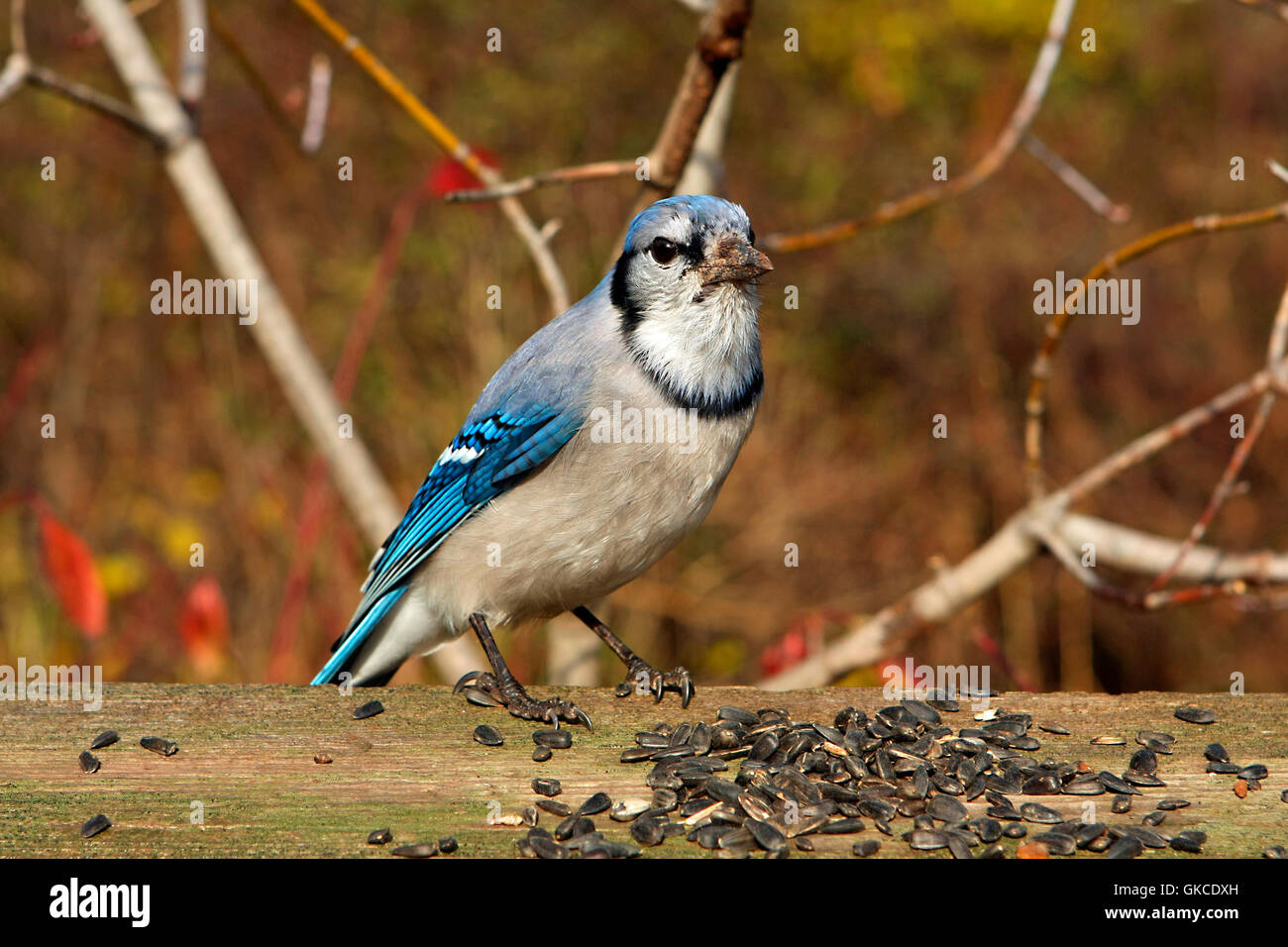 Bluejay Cyanocitta cristata Stock Photo Alamy
