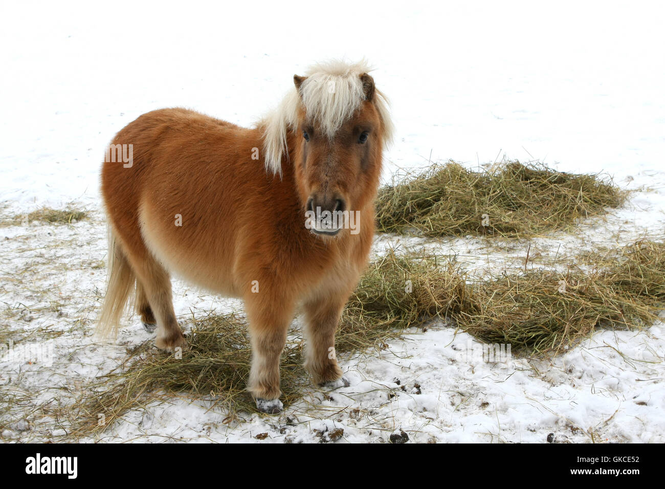 Black white miniature shetland pony hires stock photography and images