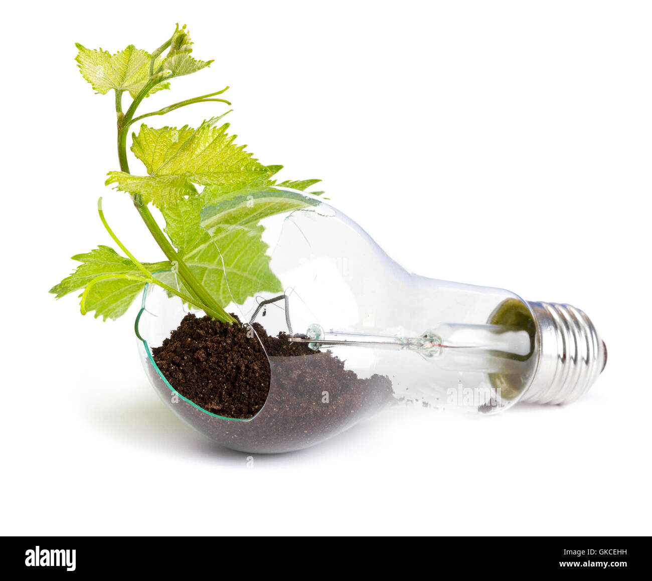 lightbulb with plant growing inside Stock Photo Alamy
