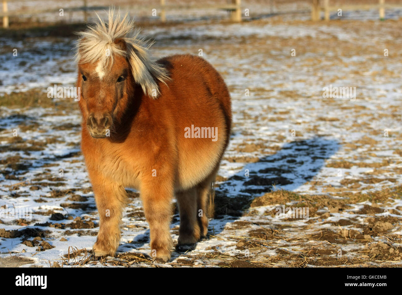 Black white miniature shetland pony hires stock photography and images
