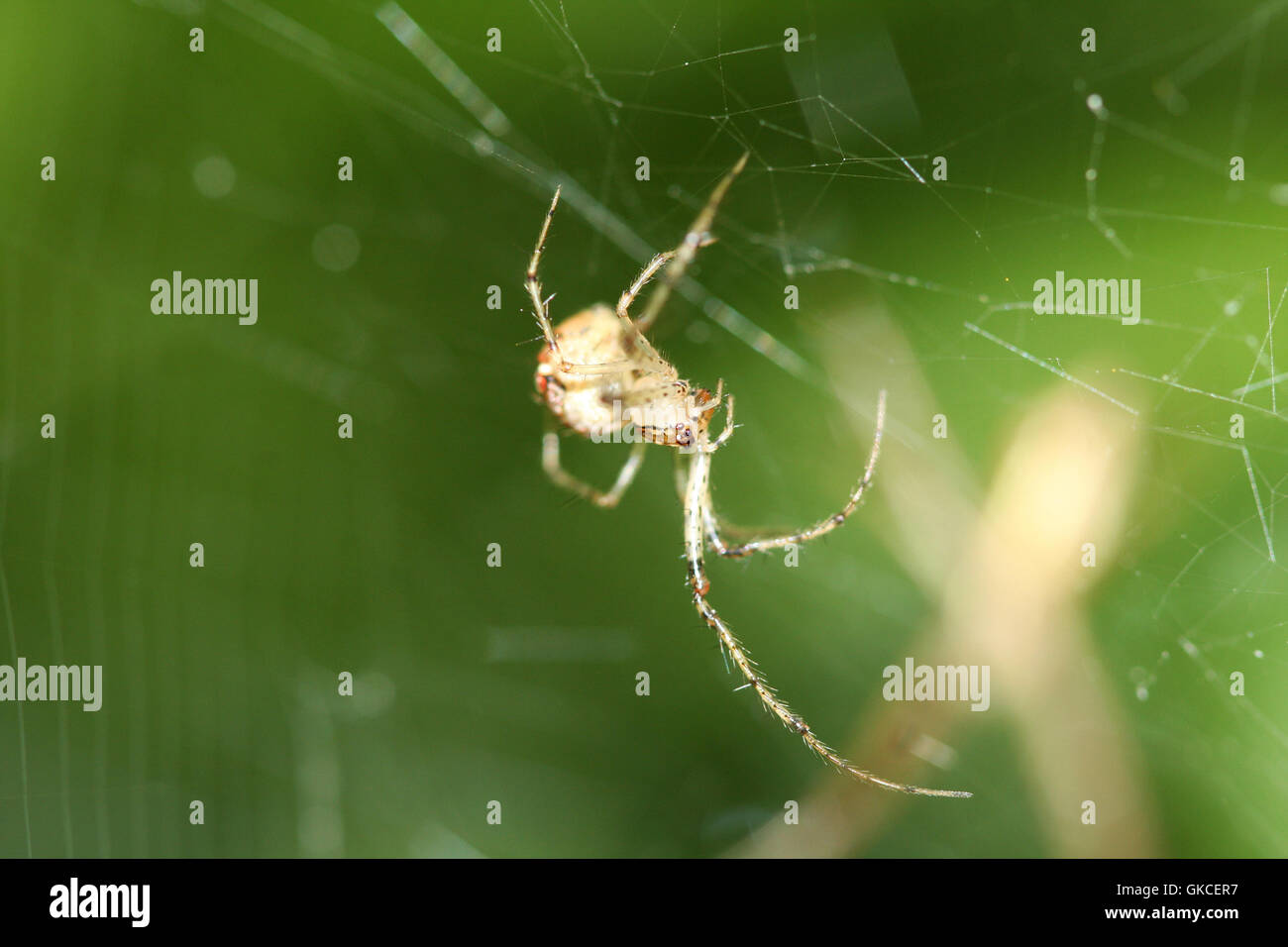 Cob Web Spider Stock Photo