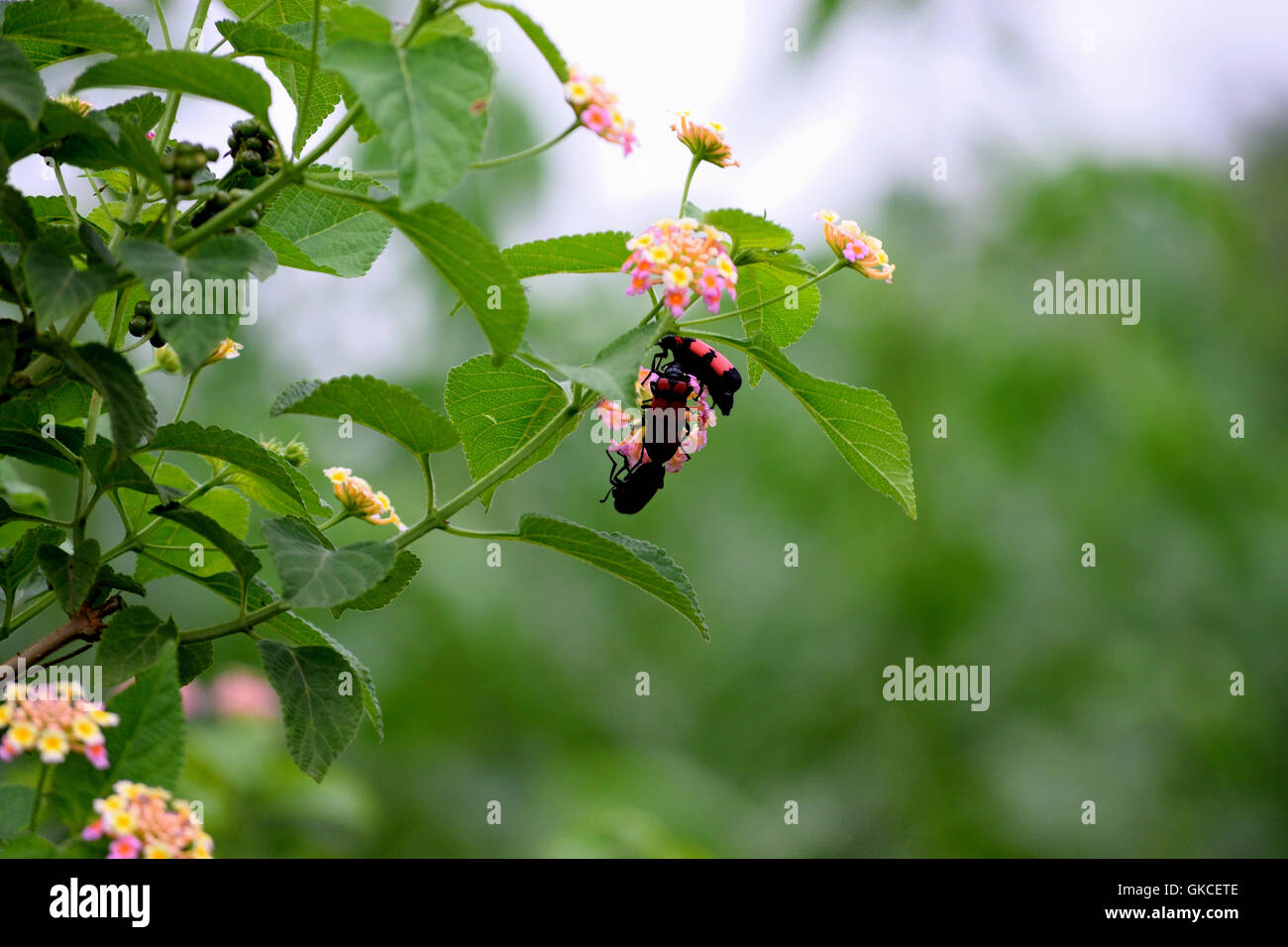 Three black and red bugs captured on a flower Stock Photo