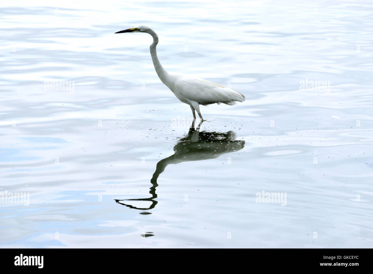 A bird wading through water looking for food and his reflection Stock Photo