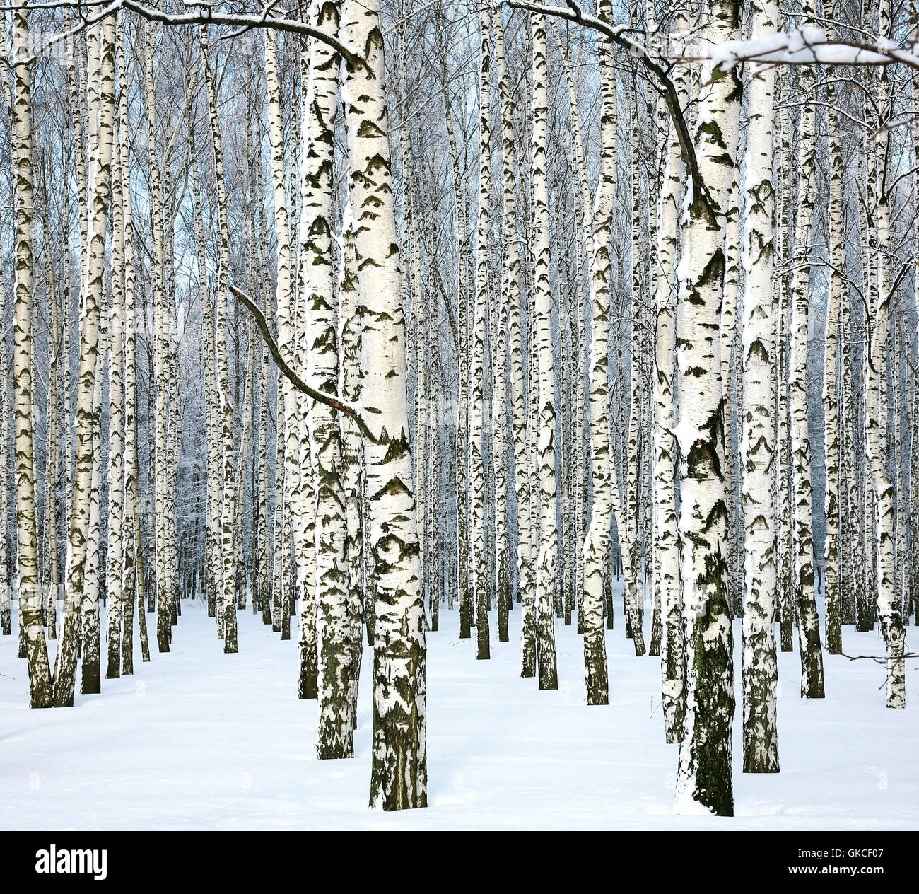 Slender winter birch and blue sky Stock Photo - Alamy