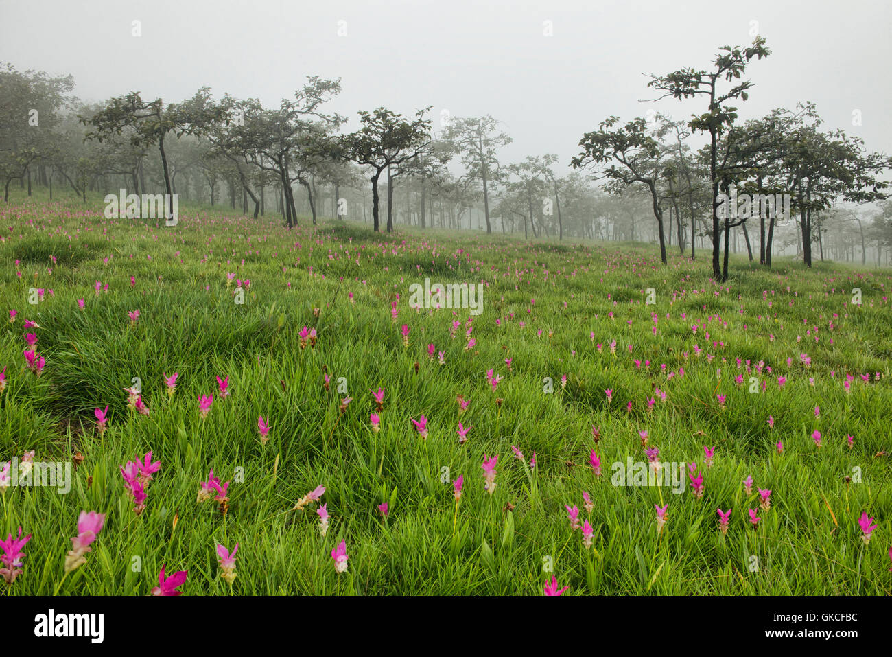Field of wild Siam tulips (Curcuma alismatifolia) in the mist, Sai Thong National Park, Chaiyaphum, Thailand Stock Photo