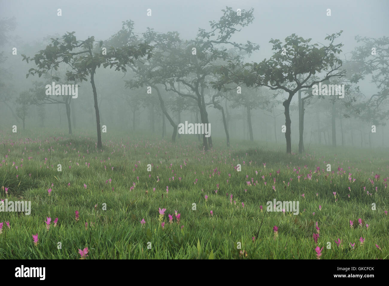 Field of wild Siam tulips (Curcuma alismatifolia) in the mist, Sai Thong National Park, Chaiyaphum, Thailand Stock Photo