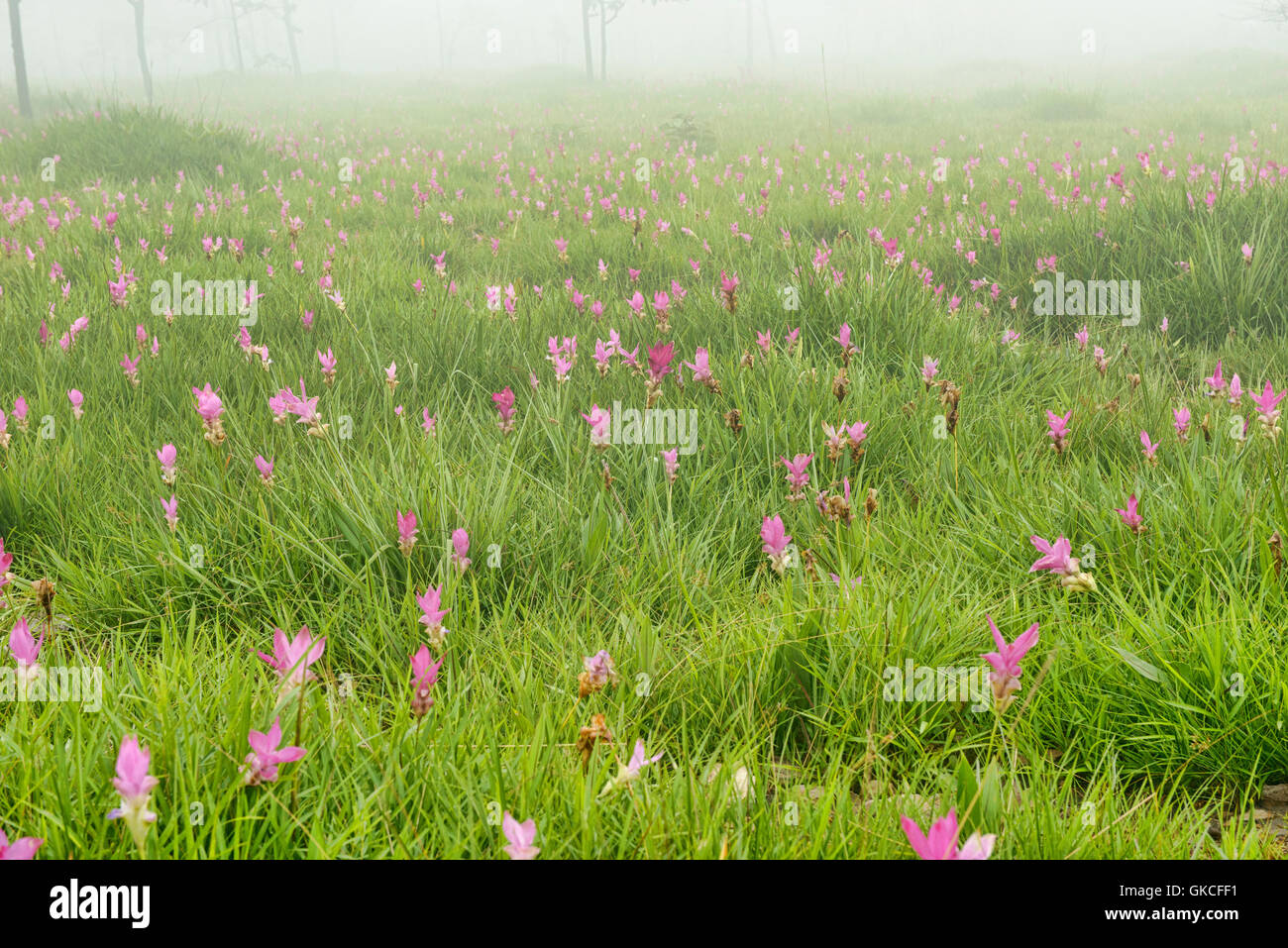 Wild Siam tulips (Curcuma alismatifolia) Sai Thong National Park, Chaiyaphum, Thailand Stock Photo