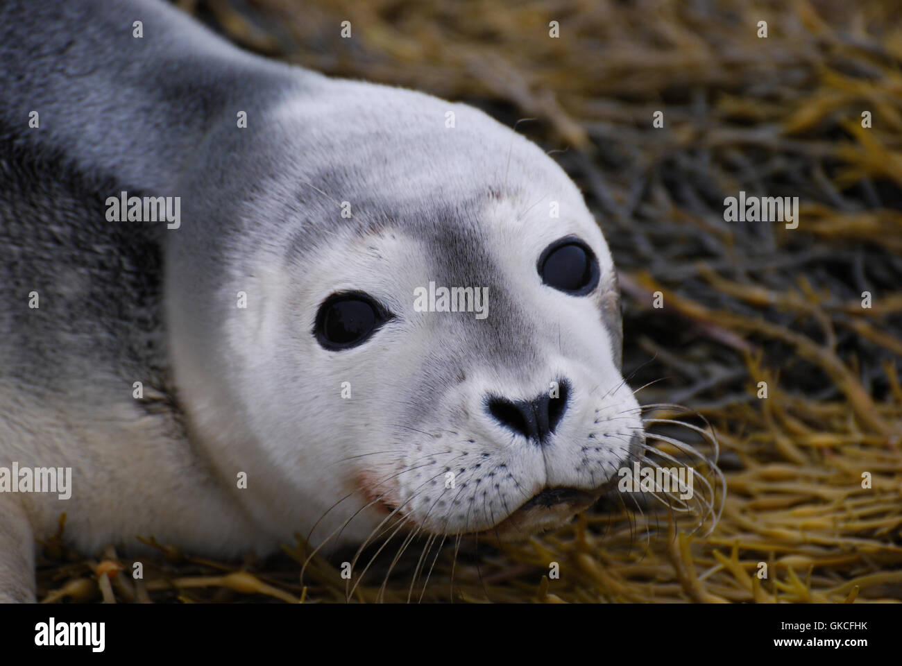 Adorable face of a baby seal up close and personal! Stock Photo Alamy