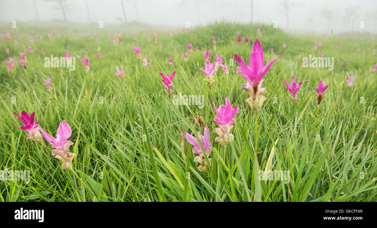 Wild Siam tulips (Curcuma alismatifolia) Sai Thong National Park, Chaiyaphum, Thailand Stock Photo
