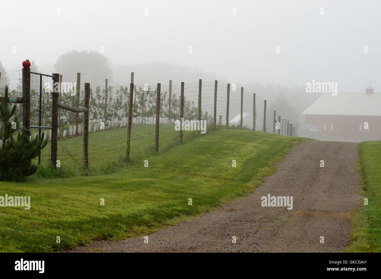 Orchard in the Morning Fog Stock Photo Alamy