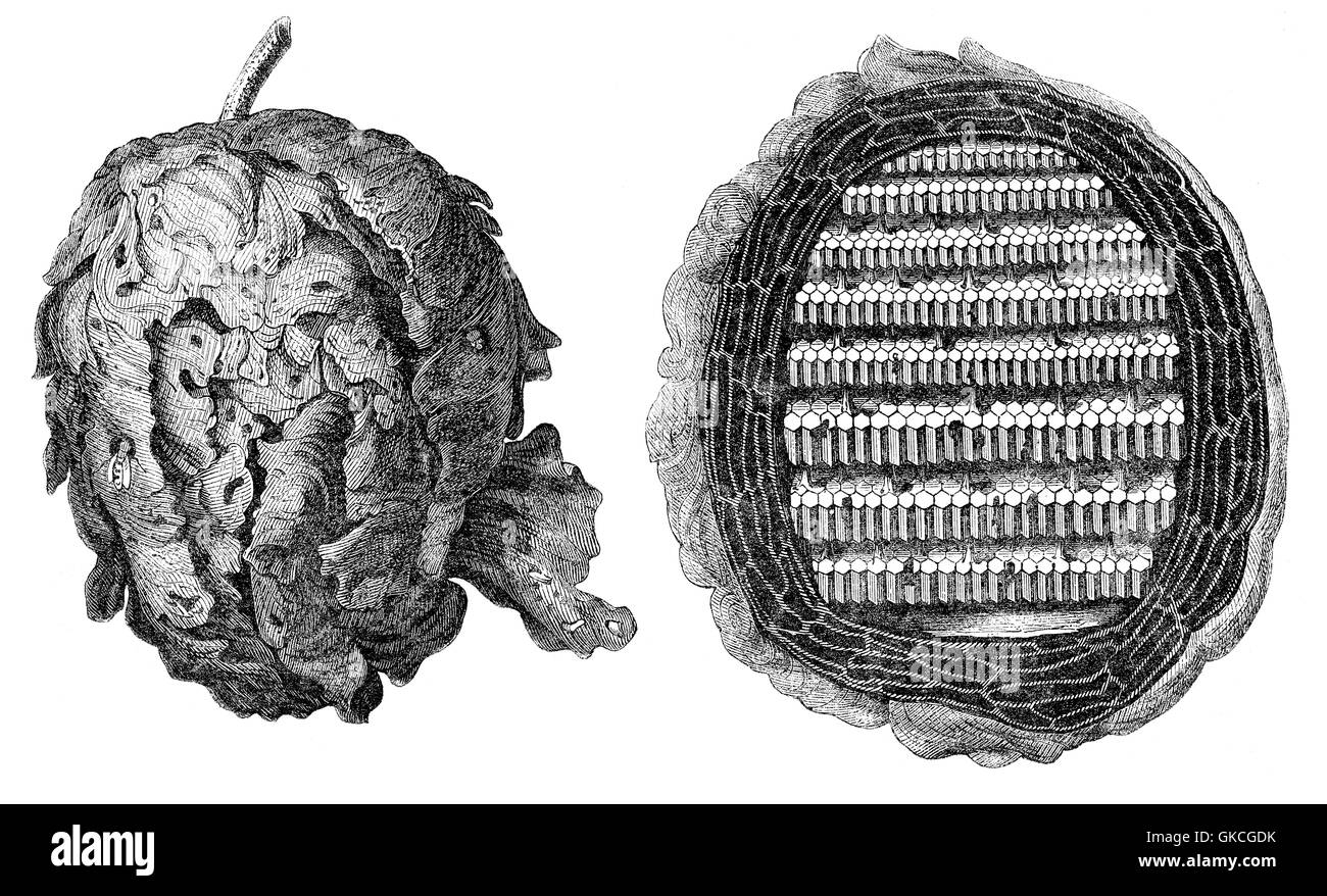 Wasp nests Stock Photo