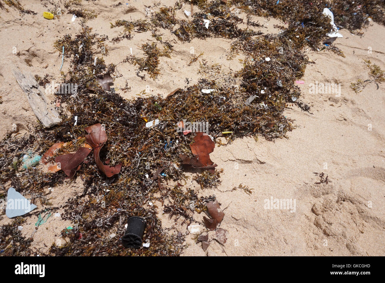 Debris on beach on the Atlantic coast of Barbados Stock Photo