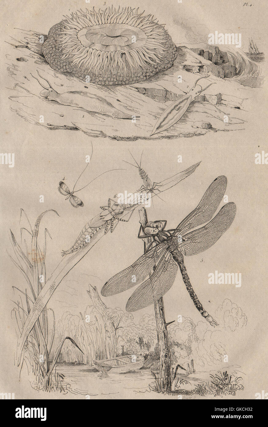 Acteon sea snail. Sea anemone. Longhorn moth. Hawker or darner dragonfly, 1834 Stock Photo