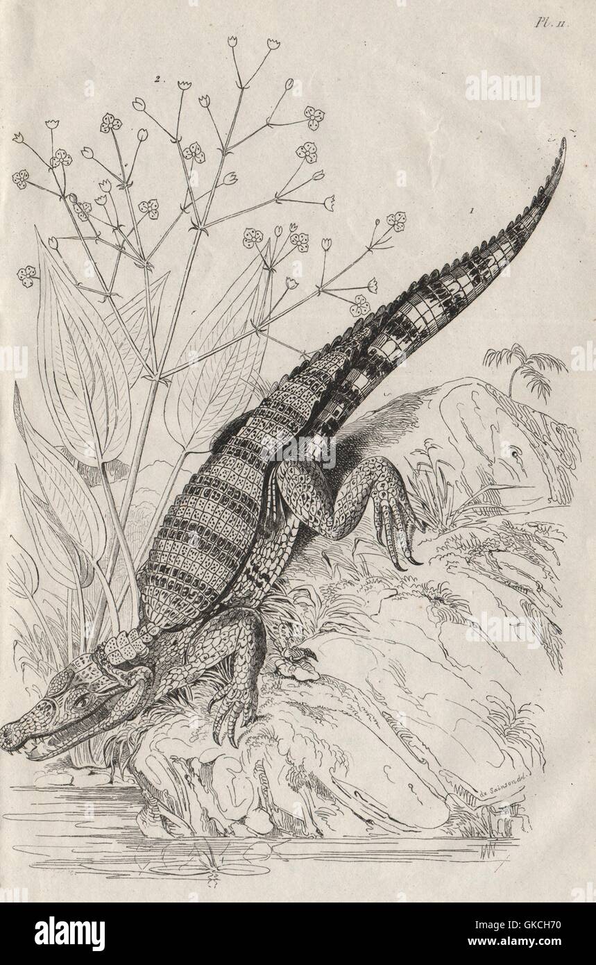Alligator. Alisma plantago-aquatica (common water-plantain/mad dog weed), 1834 Stock Photo