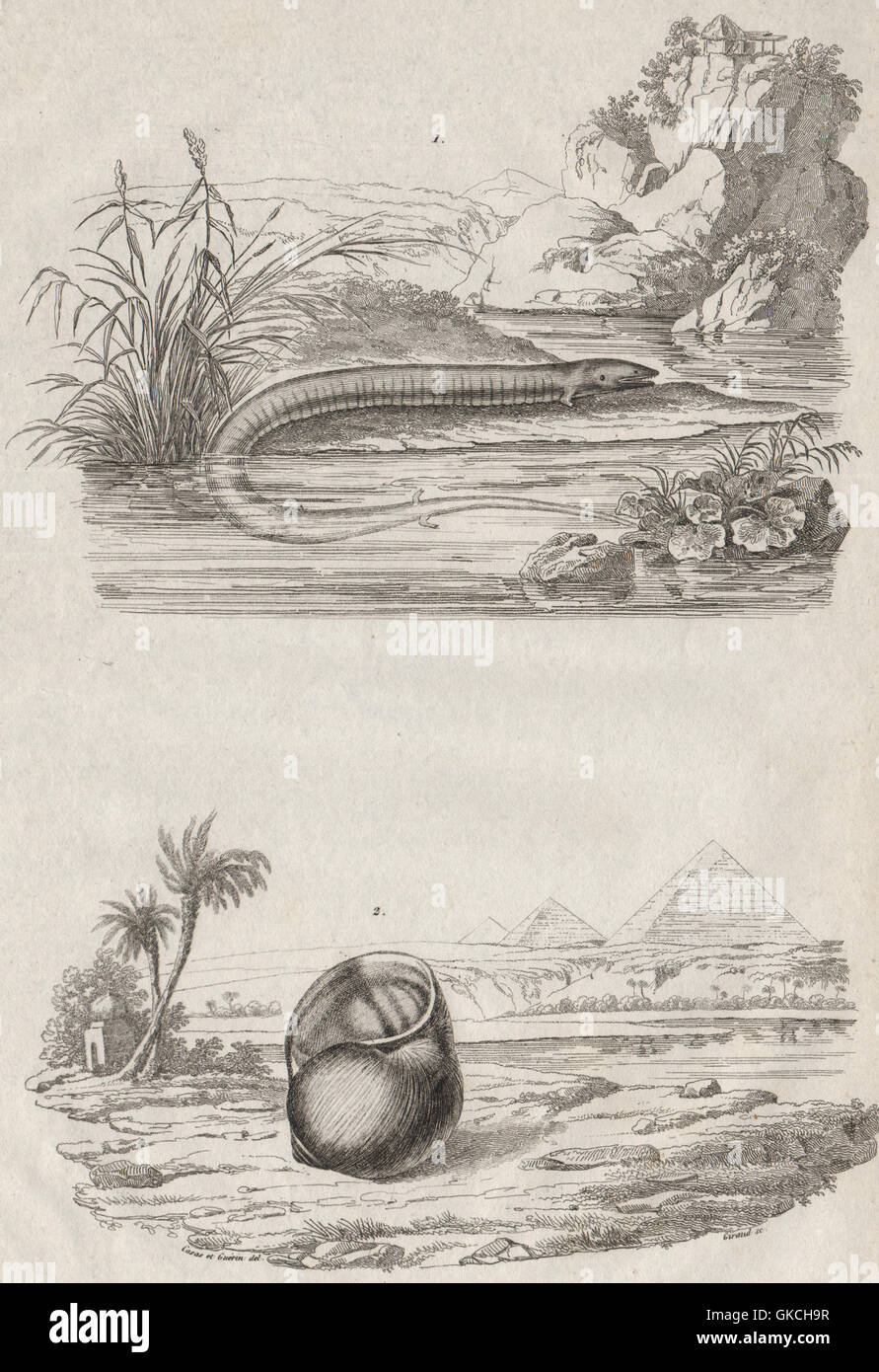 ANIMALS: Amphiuma (Aquatic Salamander). Ampullariidae (Pomacea snail), 1834 Stock Photo