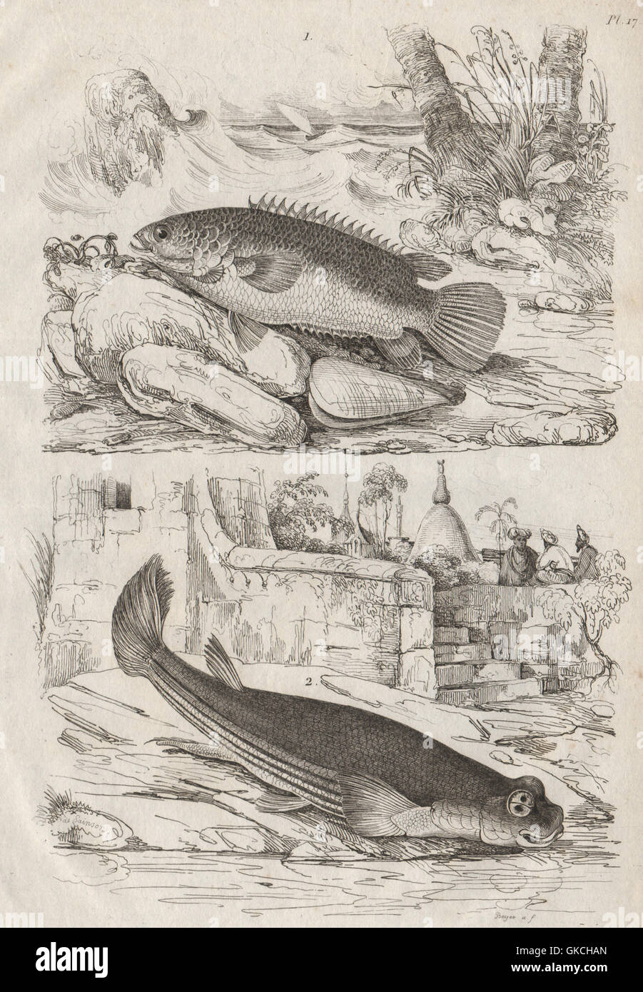 FISH: Anabas (Climbing Perch). Anableps (Four-eyed Fish), antique print 1834 Stock Photo