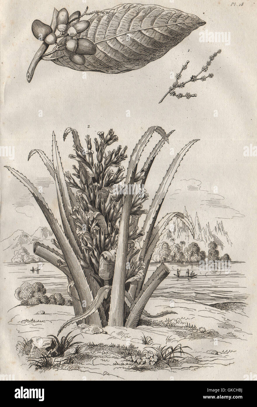 PLANTS: Anacardier (Cashew). Ananas Sauvage. Pineapple, antique print 1834 Stock Photo